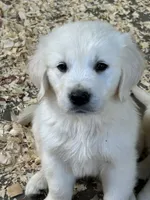Belle, a female English Cream Golden Retriever for sale in Carrsville, VA – 2 of 7