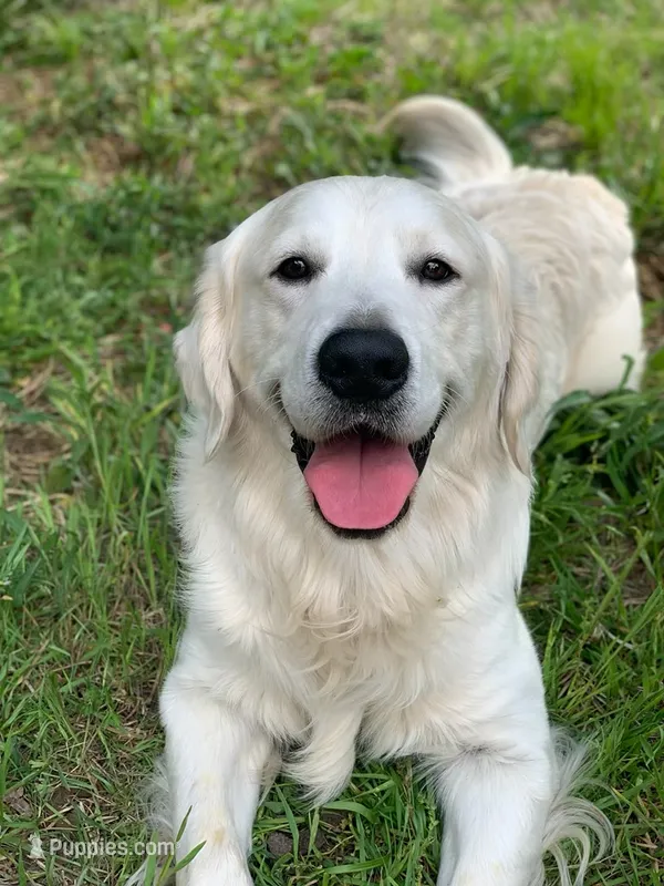 Jazzmine – Golden Retriever puppy for sale in Carrsville, VA