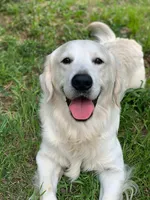 Jazzmine, a female Golden Retriever for sale in Carrsville, VA – 1 of 6