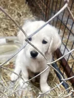 Beauty, a female English Cream Golden Retriever for sale in Carrsville, VA – 1 of 5