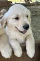 Beauty, a female English Cream Golden Retriever for sale in Carrsville, VA – 4 of 4