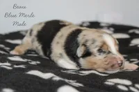 Beau- Blue Merle Male, a male Australian Shepherd for sale in Crane, MO – 2 of 7