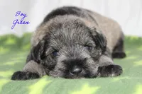 AKC Male Green S&P , a male Miniature Schnauzer for sale in Crane, MO – 4 of 7