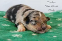 Tucker- Blue Merle Male, a male Australian Shepherd for sale in Crane, MO – 3 of 8
