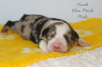 Hank- Blue Merle Male, a male Australian Shepherd for sale in Crane, MO – 3 of 9