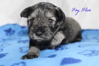 AKC Blue Make S&P, a male Miniature Schnauzer for sale in Crane, MO – 4 of 7