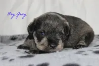AKC Male Gray S&P, a male Miniature Schnauzer for sale in Crane, MO – 6 of 8