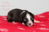 Dolly- Black Tri Female, a female Australian Shepherd for sale in Crane, MO – 5 of 8
