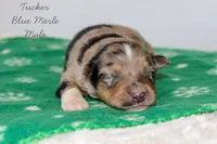 Tucker- Blue Merle Male, a male Australian Shepherd for sale in Crane, MO – 4 of 8