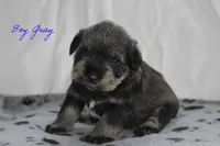 AKC Male Gray S&P, a male Miniature Schnauzer for sale in Crane, MO – 3 of 8