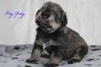 AKC Male Gray S&P, a male Miniature Schnauzer for sale in Crane, MO – 2 of 8
