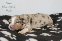 Beau- Blue Merle Male, a male Australian Shepherd for sale in Crane, MO – 3 of 7
