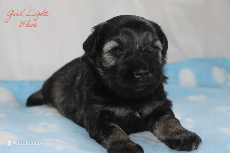 AKC Light Blue Female S&P  – Miniature Schnauzer puppy for sale in Crane, MO