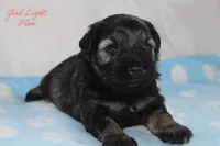 AKC Light Blue Female S&P , a female Miniature Schnauzer for sale in Crane, MO – 1 of 7