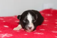 Dolly- Black Tri Female, a female Australian Shepherd for sale in Crane, MO – 1 of 8