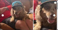Leo , a male Australian Shepherd for sale in Crane, MO – 3 of 5
