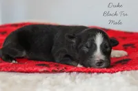 Duke- Black Tri Male, a male Australian Shepherd for sale in Crane, MO – 4 of 9