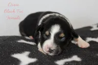 Dixie- Black Tri Female, a female Australian Shepherd for sale in Crane, MO – 5 of 9