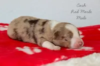 Cash- Red Merle Male, a male Australian Shepherd for sale in Crane, MO – 3 of 8