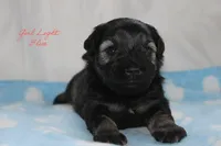 AKC Light Blue Female S&P , a female Miniature Schnauzer for sale in Crane, MO – 4 of 7