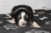 Dixie- Black Tri Female, a female Australian Shepherd for sale in Crane, MO – 4 of 9