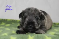 AKC Male Green S&P , a male Miniature Schnauzer for sale in Crane, MO – 2 of 7