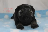 AKC Light Blue Female S&P , a female Miniature Schnauzer for sale in Crane, MO – 5 of 7