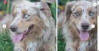 Leo , a male Australian Shepherd for sale in Crane, MO – 4 of 5