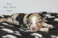 Beau- Blue Merle Male, a male Australian Shepherd for sale in Crane, MO – 5 of 7