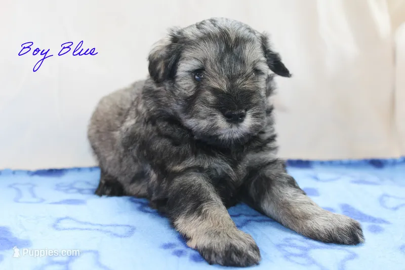 AKC Blue Make S&P – Miniature Schnauzer puppy for sale in Crane, MO