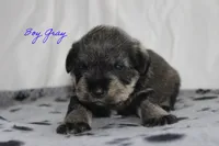 AKC Male Gray S&P, a male Miniature Schnauzer for sale in Crane, MO – 4 of 8