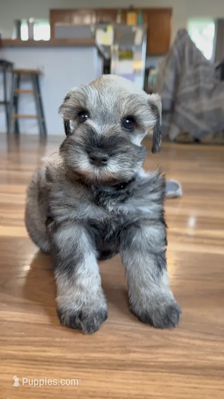AKC Male Green S&P  – Miniature Schnauzer puppy for sale in Crane, MO