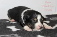 Dixie- Black Tri Female, a female Australian Shepherd for sale in Crane, MO – 2 of 9