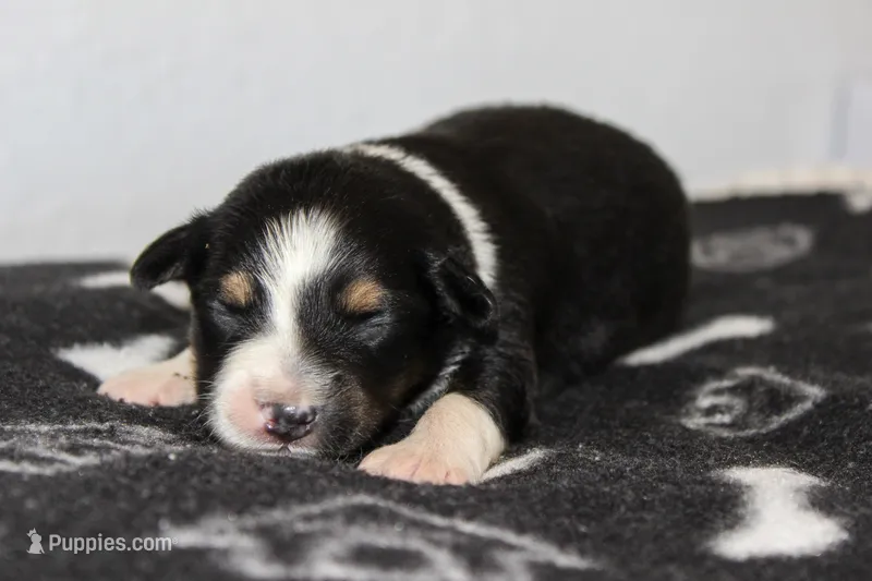 Dixie- Black Tri Female – Australian Shepherd puppy for sale in Crane, MO