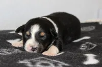 Dixie- Black Tri Female, a female Australian Shepherd for sale in Crane, MO – 1 of 9