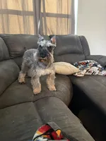 AKC Blue Make S&P, a male Miniature Schnauzer for sale in Crane, MO – 7 of 7