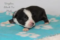 Waylon- Black Tri Male, a male Australian Shepherd for sale in Crane, MO – 6 of 9