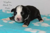 Waylon- Black Tri Male, a male Australian Shepherd for sale in Crane, MO – 2 of 9