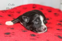 Duke- Black Tri Male, a male Australian Shepherd for sale in Crane, MO – 3 of 9