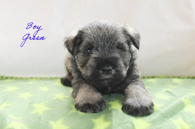 AKC Male Green S&P  – Miniature Schnauzer puppy for sale in Crane, MO