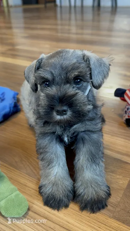 AKC Blue Make S&P – Miniature Schnauzer puppy for sale in Crane, MO