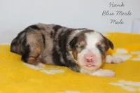 Hank- Blue Merle Male, a male Australian Shepherd for sale in Crane, MO – 6 of 9