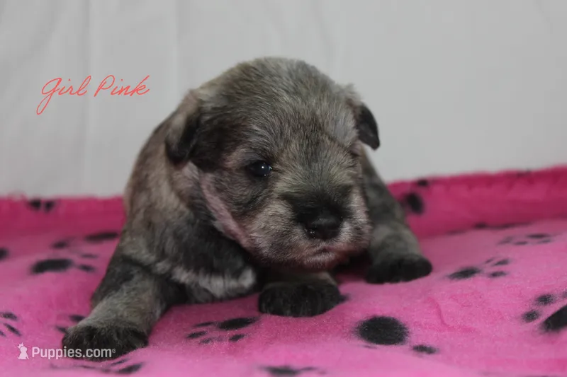 AKC Pink Female S&P – Miniature Schnauzer puppy for sale in Crane, MO