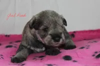 AKC Pink Female S&P, a female Miniature Schnauzer for sale in Crane, MO – 1 of 7