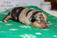Tucker- Blue Merle Male, a male Australian Shepherd for sale in Crane, MO – 5 of 8