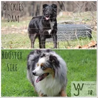 Waylon- Black Tri Male, a male Australian Shepherd for sale in Crane, MO – 9 of 9