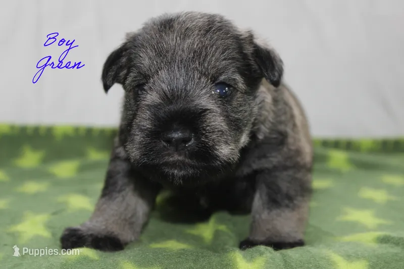 AKC Male Green S&P  – Miniature Schnauzer puppy for sale in Crane, MO