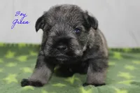 AKC Male Green S&P , a male Miniature Schnauzer for sale in Crane, MO – 1 of 7