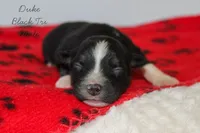 Duke- Black Tri Male, a male Australian Shepherd for sale in Crane, MO – 2 of 9