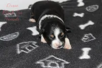 Dixie- Black Tri Female, a female Australian Shepherd for sale in Crane, MO – 3 of 9